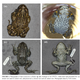 Image: Zootaxa